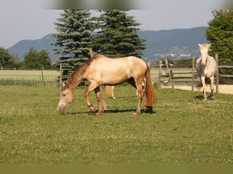 PRE Mix Mare 3 years 15,2 hh Pearl in Balingen