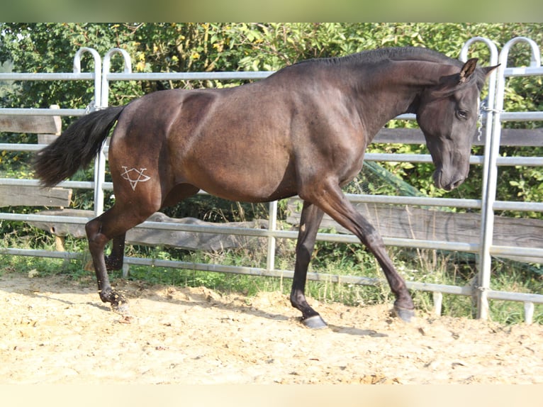 PRE Mix Mare 3 years 15,3 hh Black in Kirn