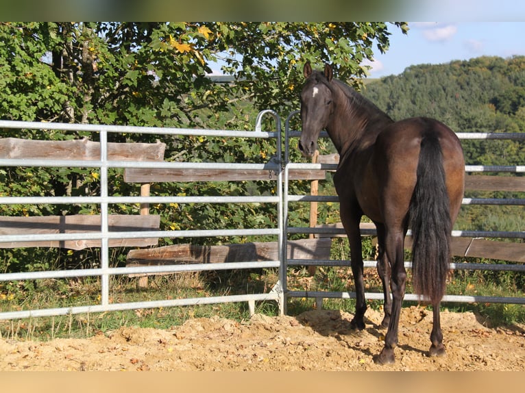 PRE Mix Mare 3 years 15,3 hh Black in Kirn