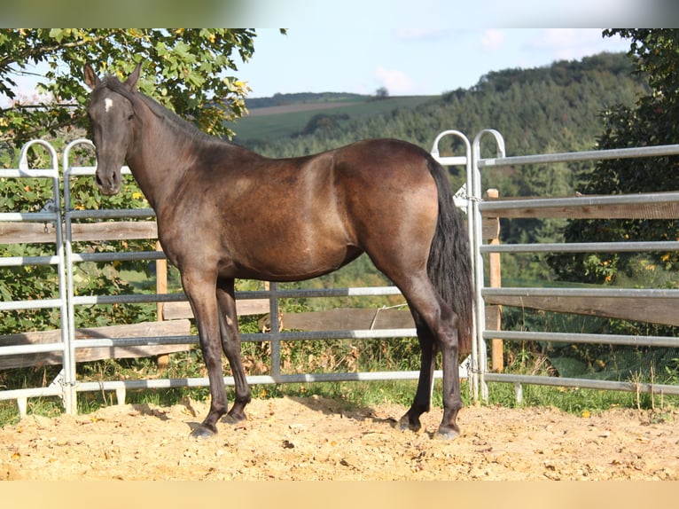PRE Mix Mare 3 years 15,3 hh Black in Kirn