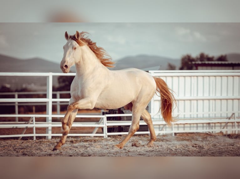 PRE Mix Mare 3 years 15,3 hh Black in Kirn