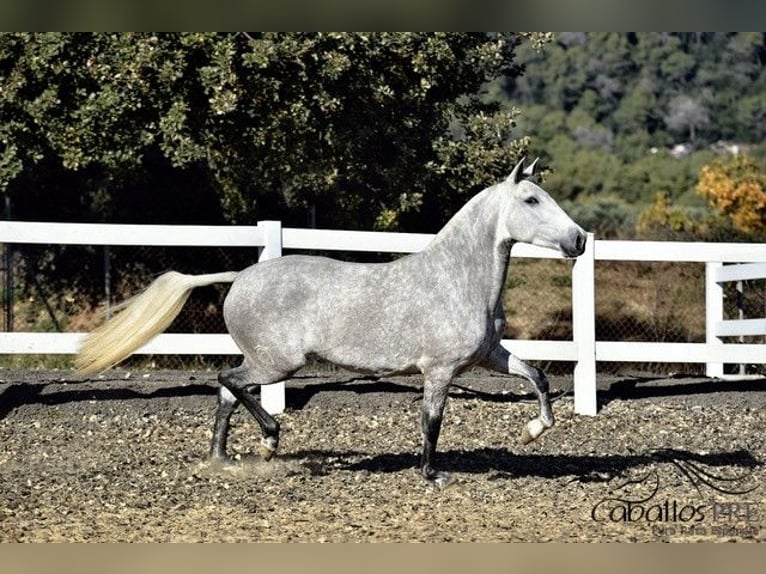 PRE Mix Mare 3 years 15,3 hh Grey in Barcelona