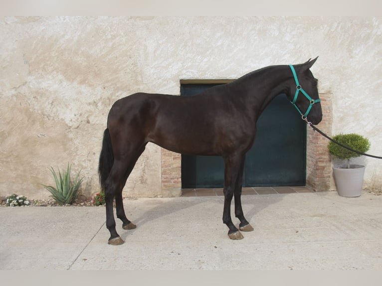 PRE Mix Mare 3 years 16,1 hh in Hamburg