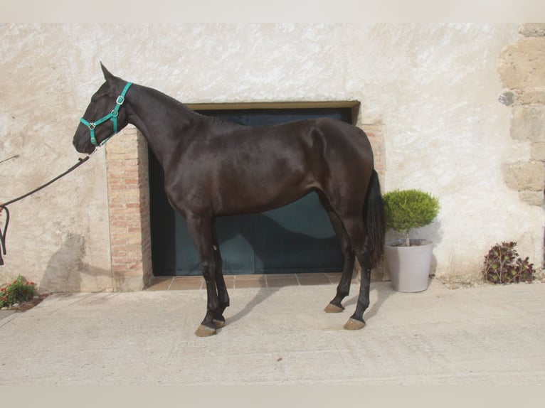 PRE Mix Mare 3 years 16,1 hh in Hamburg