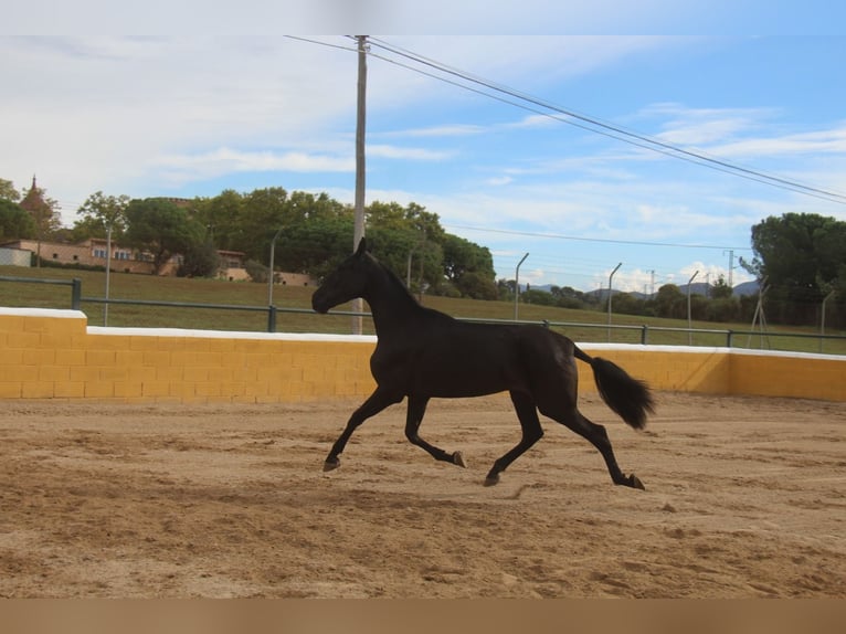 PRE Mix Mare 3 years 16,1 hh in Hamburg