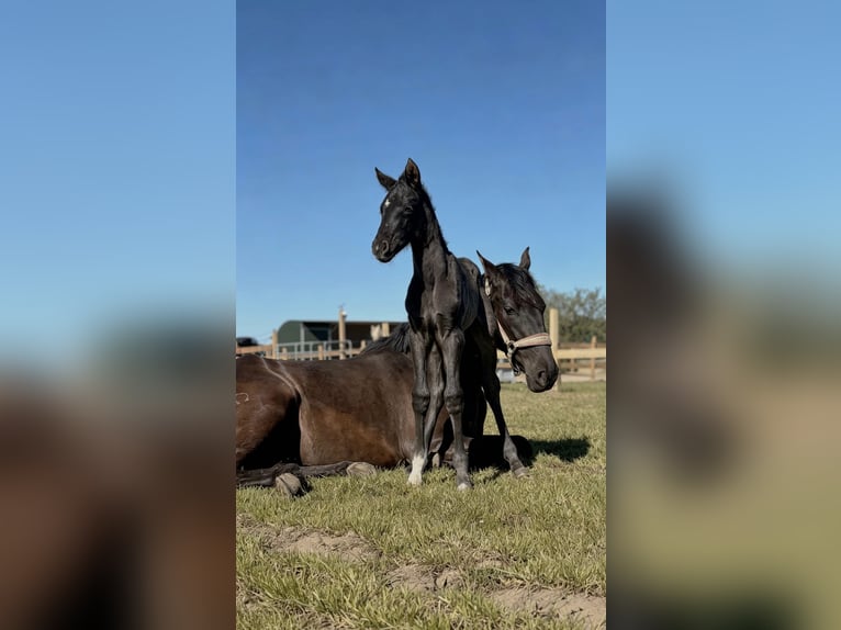 PRE Mix Mare 3 years 16.1 hh Black in Zaffelare