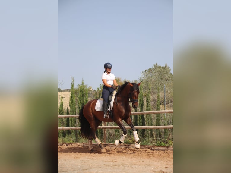 PRE Mare 3 years 16,1 hh Brown in Turis