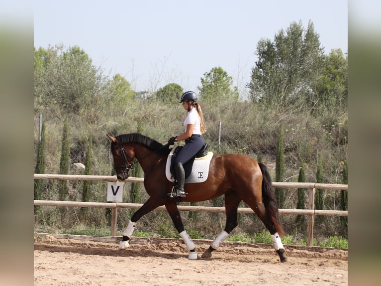 PRE Mare 3 years 16,1 hh Brown in Turis