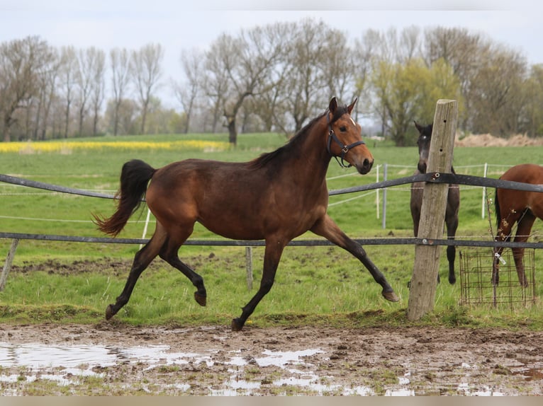 PRE Mare 3 years 16,1 hh Brown in Wremen