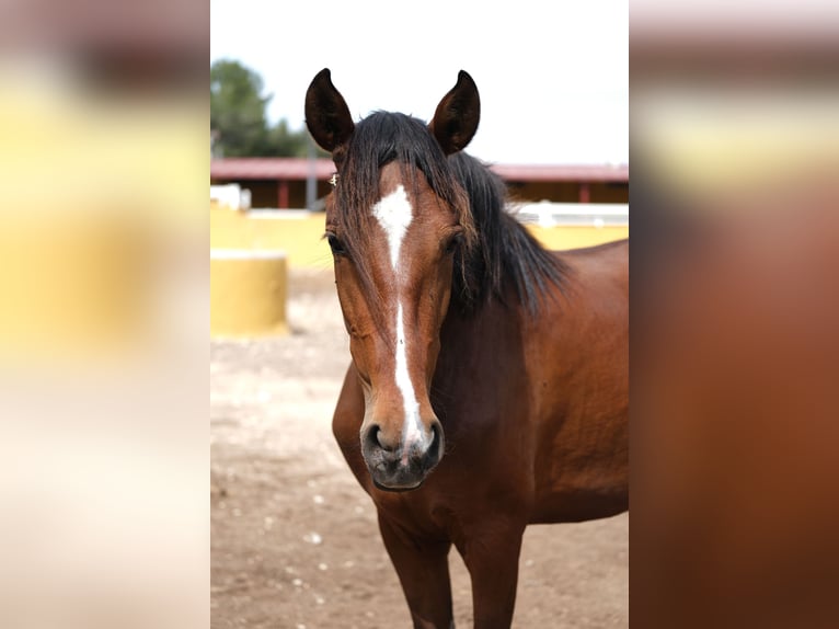 PRE Mix Mare 3 years 16 hh Bay in Hamburg