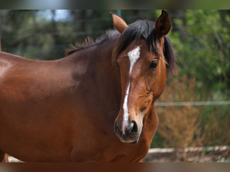 PRE Mix Mare 3 years 16 hh Bay in Hamburg