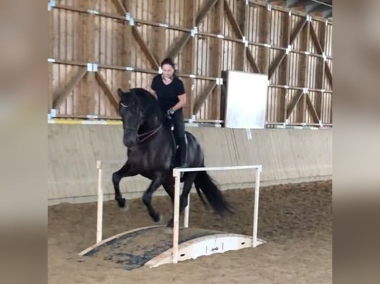 PRE Mare 3 years 16 hh Bay-Dark in Jerez de la Frontera
