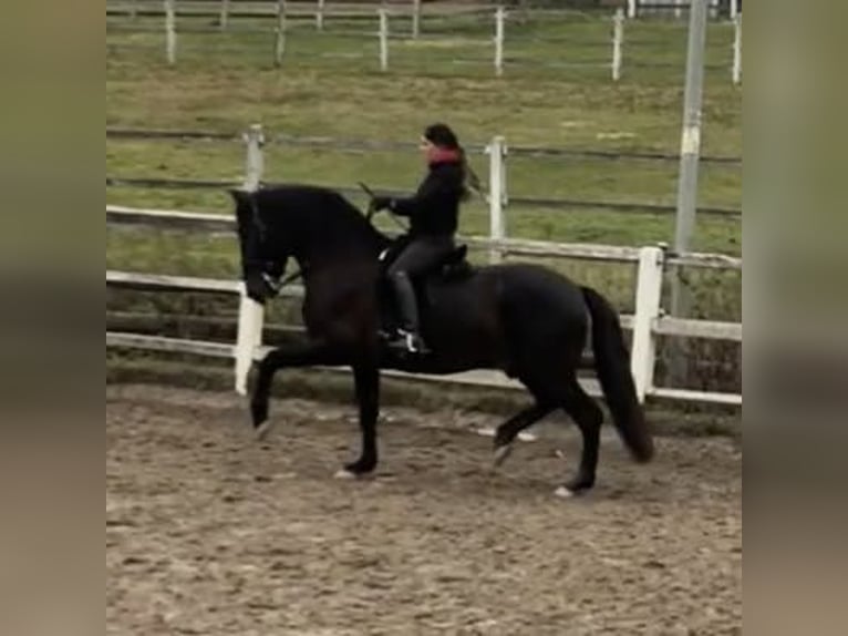PRE Mare 3 years 16 hh Bay-Dark in Jerez de la Frontera