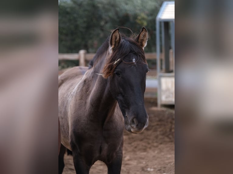PRE Mix Mare 3 years 16 hh Black in Hamburg
