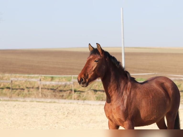 PRE Mix Mare 3 years 16 hh Brown in Sulzheim