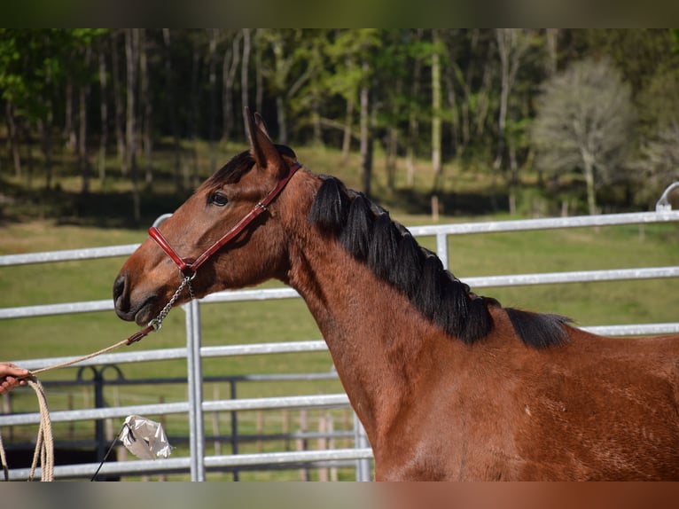 PRE Mare 3 years 16 hh Brown in Caumont
