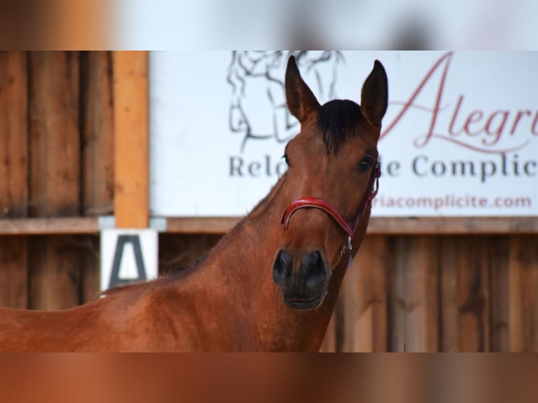 PRE Mix Mare 3 years 16 hh Brown in Caumont