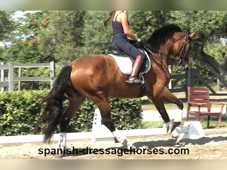 PRE Mix Mare 3 years 16 hh Brown in Barcelona