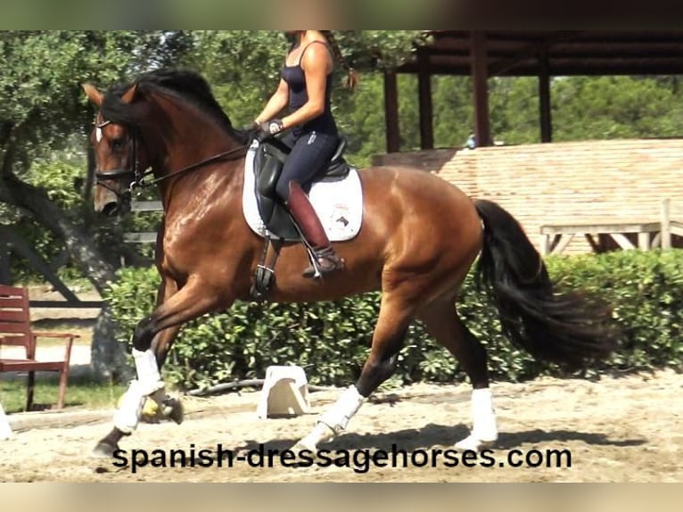 PRE Mix Mare 3 years 16 hh Brown in Barcelona