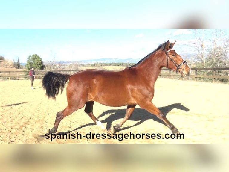PRE Mix Mare 3 years 16 hh Brown in Barcelona