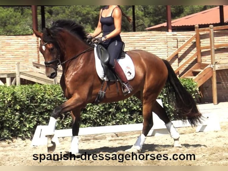 PRE Mix Mare 3 years 16 hh Brown in Barcelona