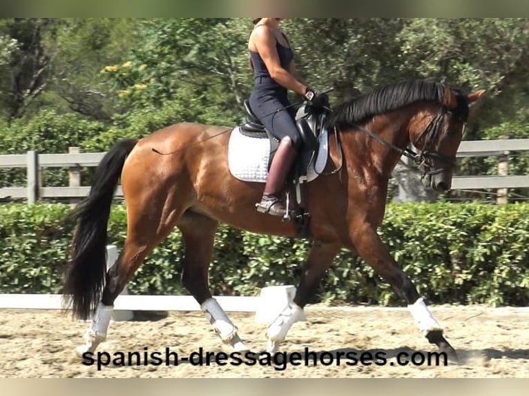 PRE Mix Mare 3 years 16 hh Brown in Barcelona