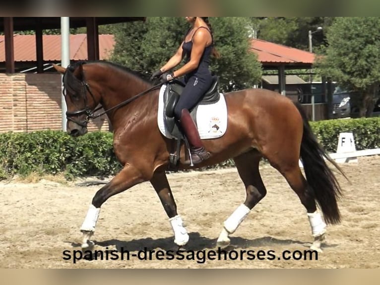 PRE Mix Mare 3 years 16 hh Brown in Barcelona