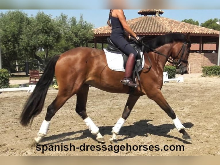 PRE Mix Mare 3 years 16 hh Brown in Barcelona