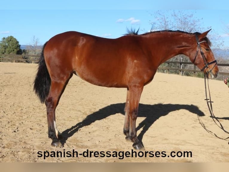PRE Mix Mare 3 years 16 hh Brown in Barcelona