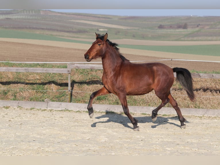 PRE Mix Mare 3 years 16 hh Brown in Sulzheim