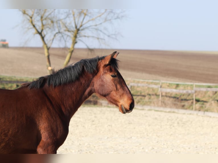 PRE Mix Mare 3 years 16 hh Brown in Sulzheim
