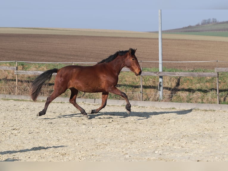 PRE Mix Mare 3 years 16 hh Brown in Sulzheim
