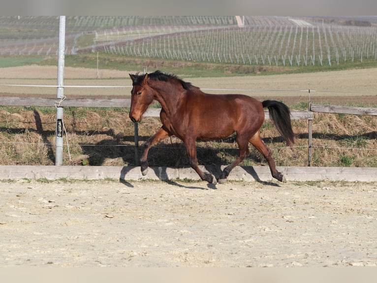 PRE Mix Mare 3 years 16 hh Brown in Sulzheim