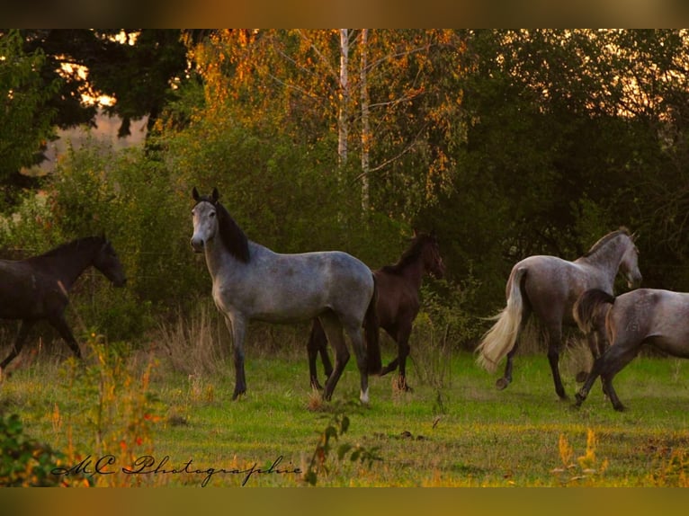 PRE Mare 3 years 16 hh Grey in Brandis