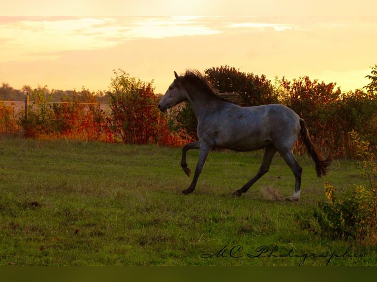 PRE Mare 3 years 16 hh Grey in Brandis