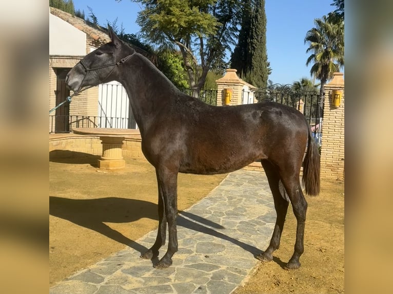 PRE Mare 3 years 16 hh Grey in Fuentes De Andalucia