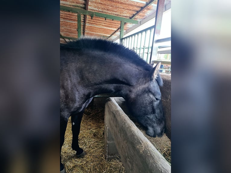 PRE Mix Mare 3 years 16 hh Grey in GRANADA