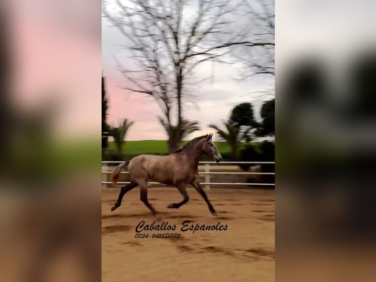 PRE Mare 3 years 16 hh Grey in Schimmel