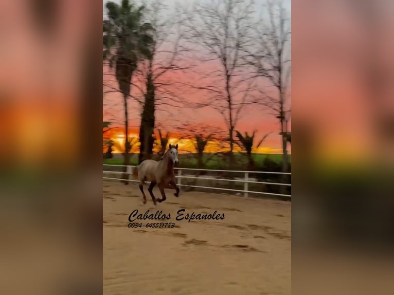 PRE Mare 3 years 16 hh Grey in Schimmel