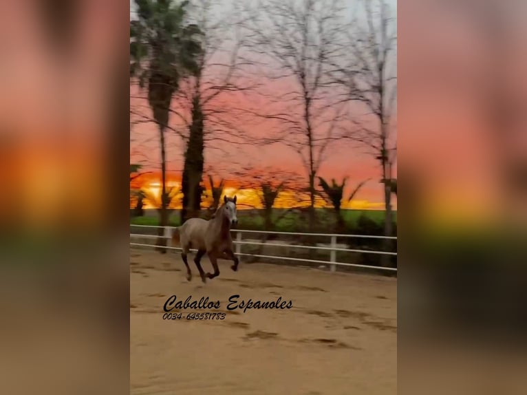 PRE Mare 3 years 16 hh Grey in Schimmel