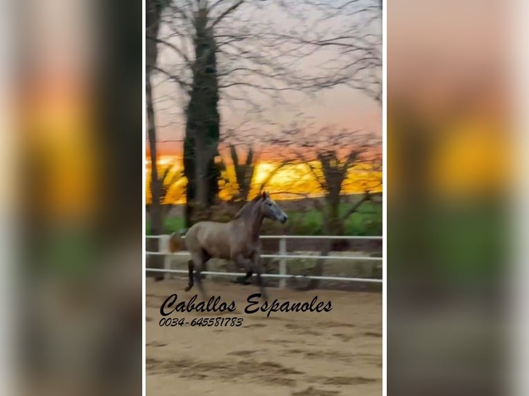 PRE Mare 3 years 16 hh Grey in Schimmel