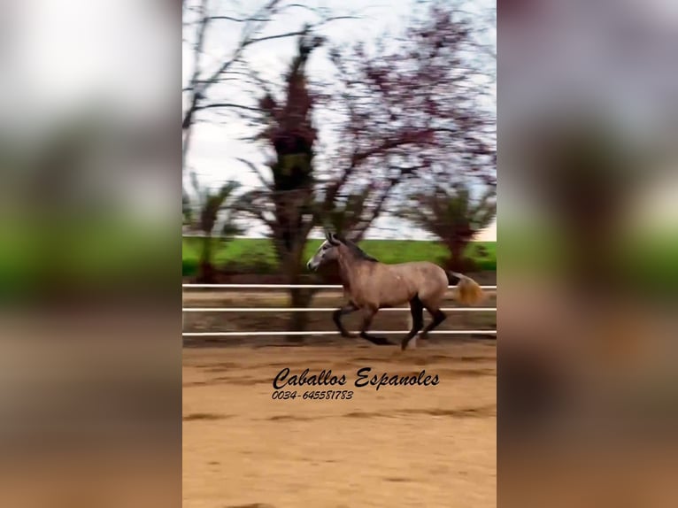 PRE Mare 3 years 16 hh Grey in Schimmel