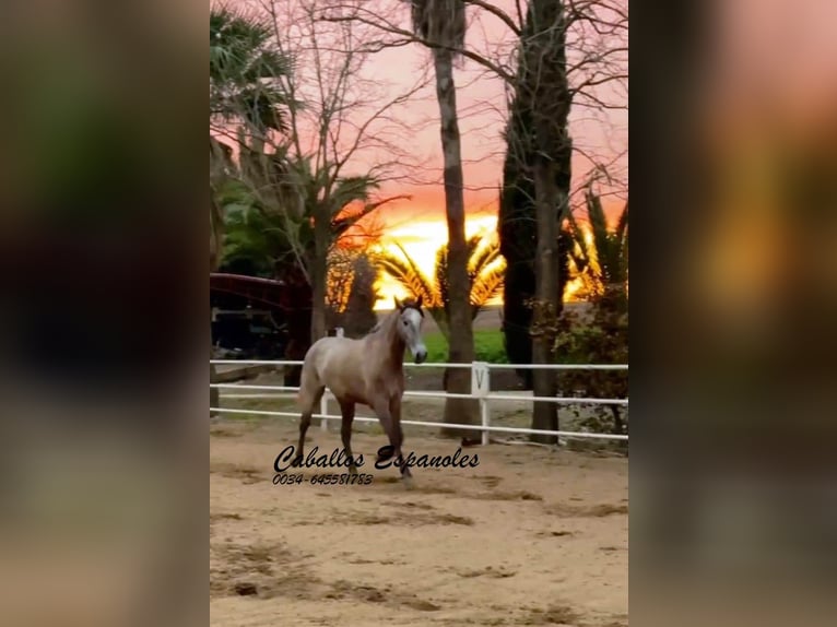 PRE Mare 3 years 16 hh Grey in Schimmel