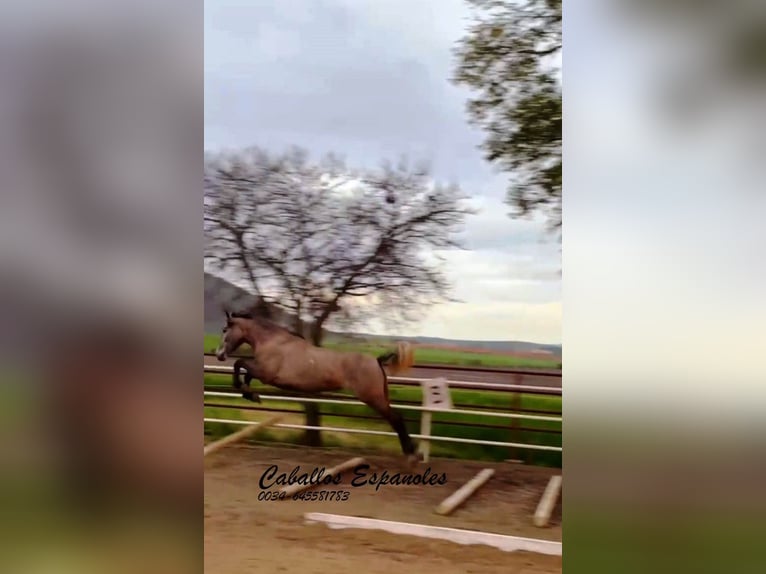 PRE Mare 3 years 16 hh Grey in Schimmel