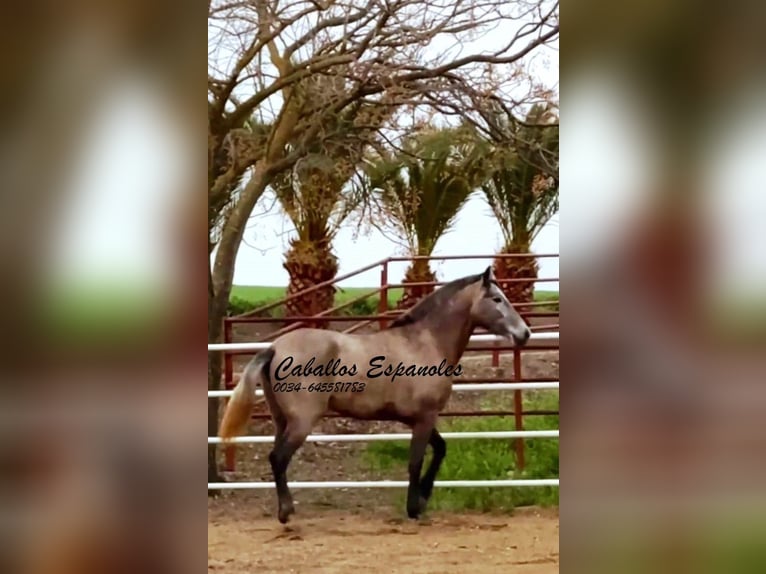 PRE Mare 3 years 16 hh Grey in Schimmel