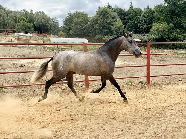 PRE Mare 3 years 16 hh Grey in Galaroza