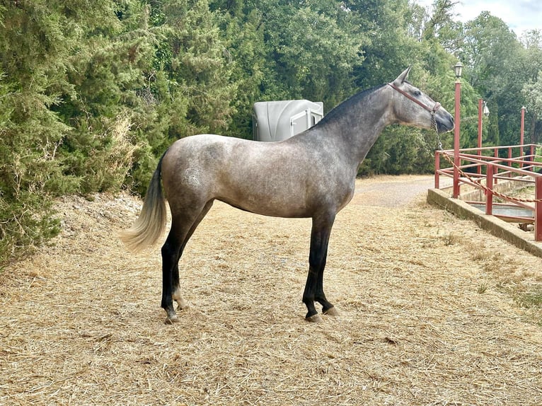 PRE Mare 3 years 16 hh Grey in Galaroza