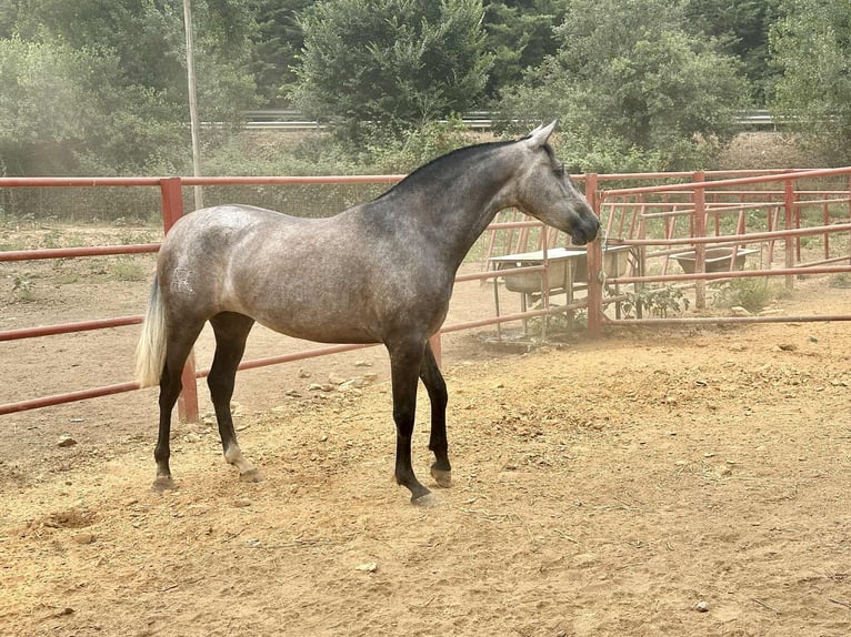 PRE Mare 3 years 16 hh Grey in Galaroza