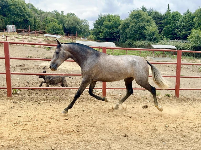 PRE Mare 3 years 16 hh Grey in Galaroza