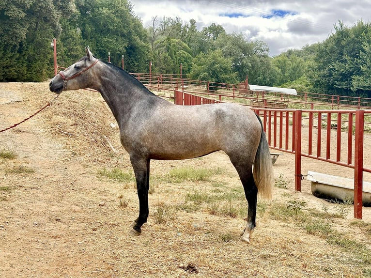 PRE Mare 3 years 16 hh Grey in Galaroza